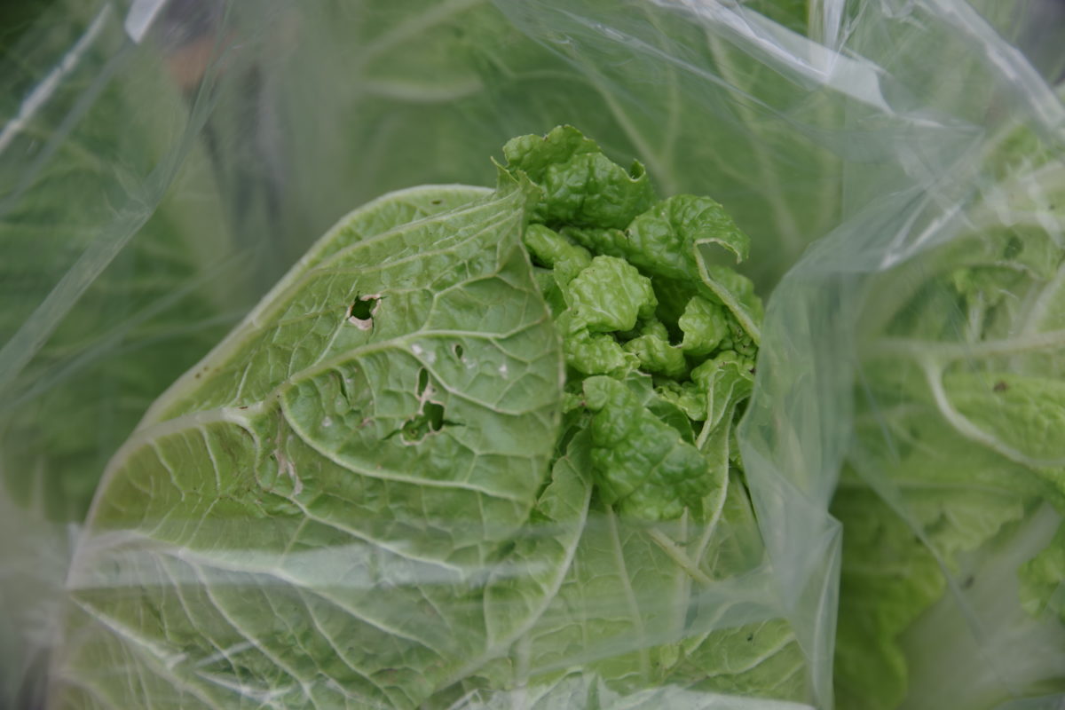 みち畑の虫食い野菜