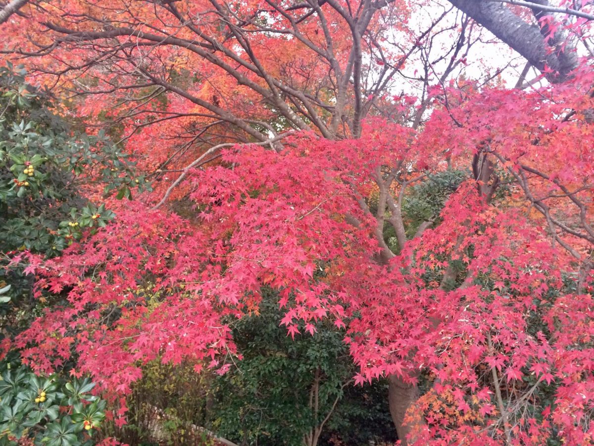 白野江植物公園植物01