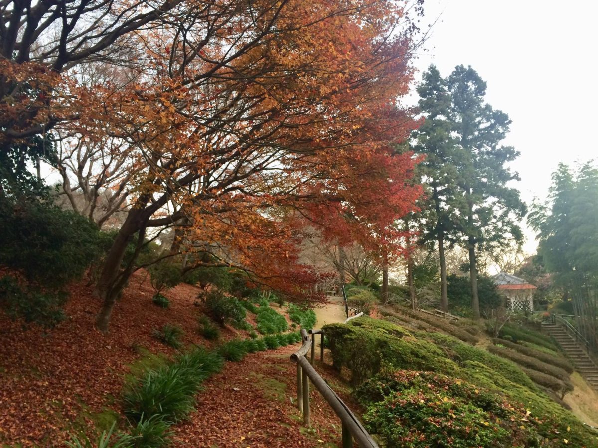 白野江植物公園植物02