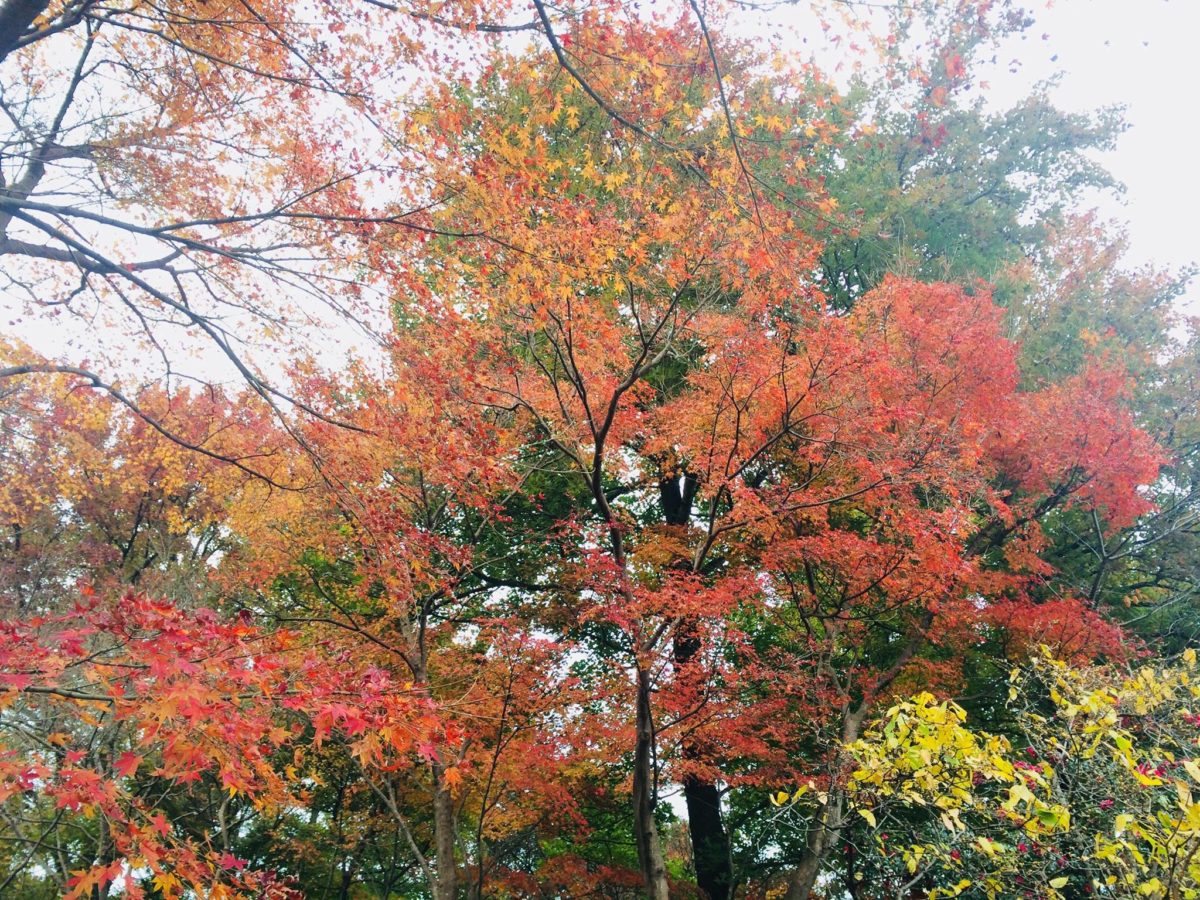 白野江植物公園植物03