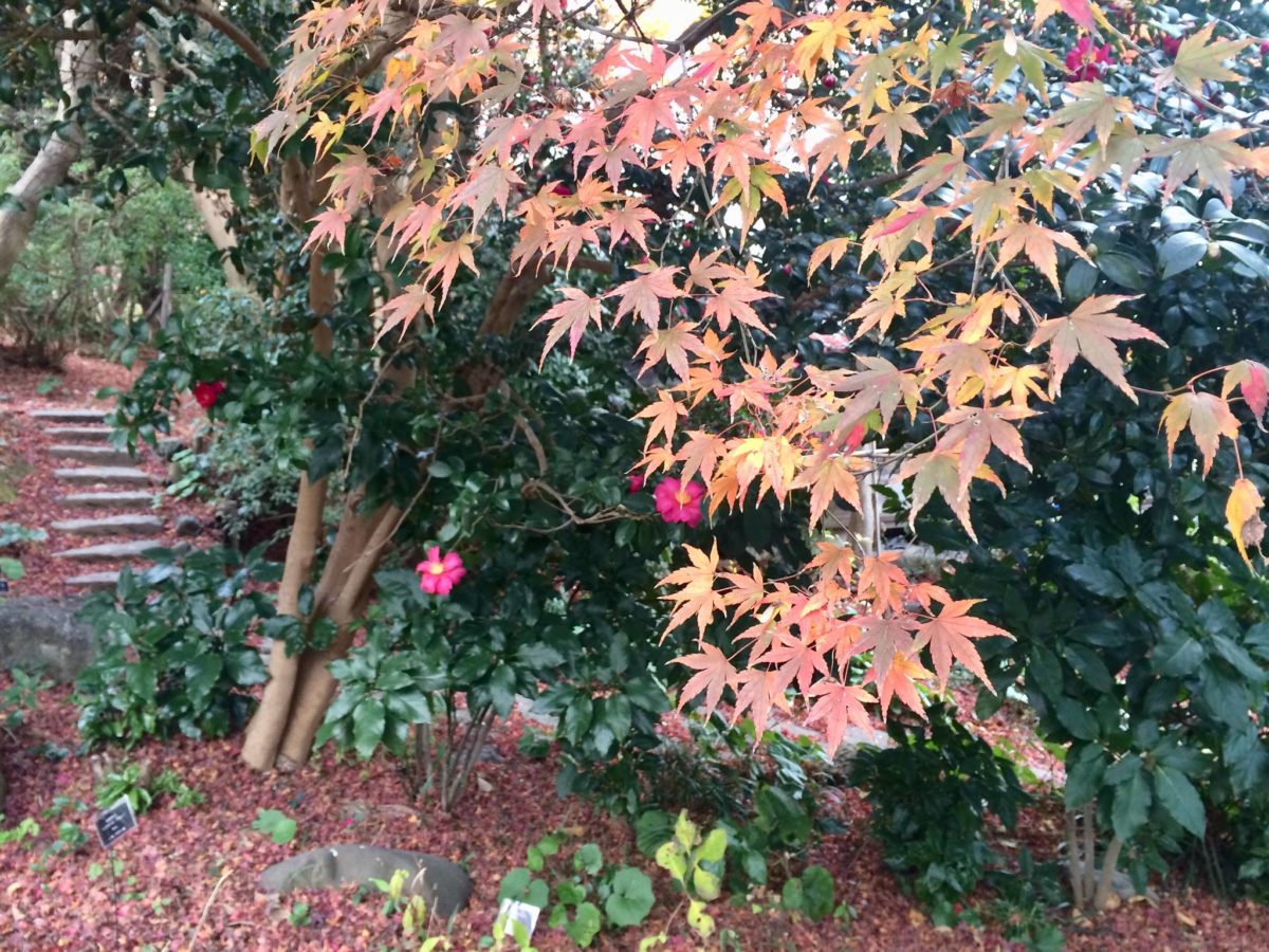 白野江植物公園植物04