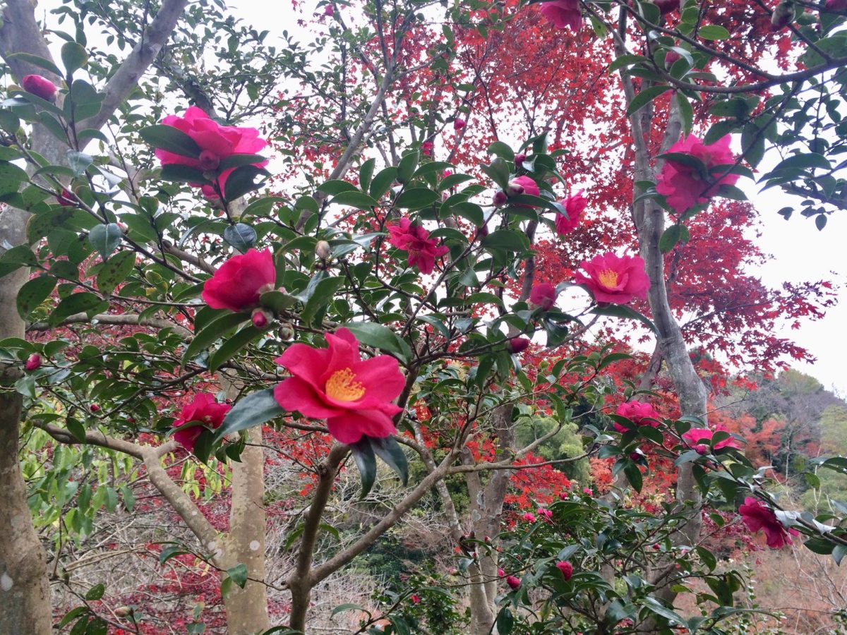 白野江植物公園植物05