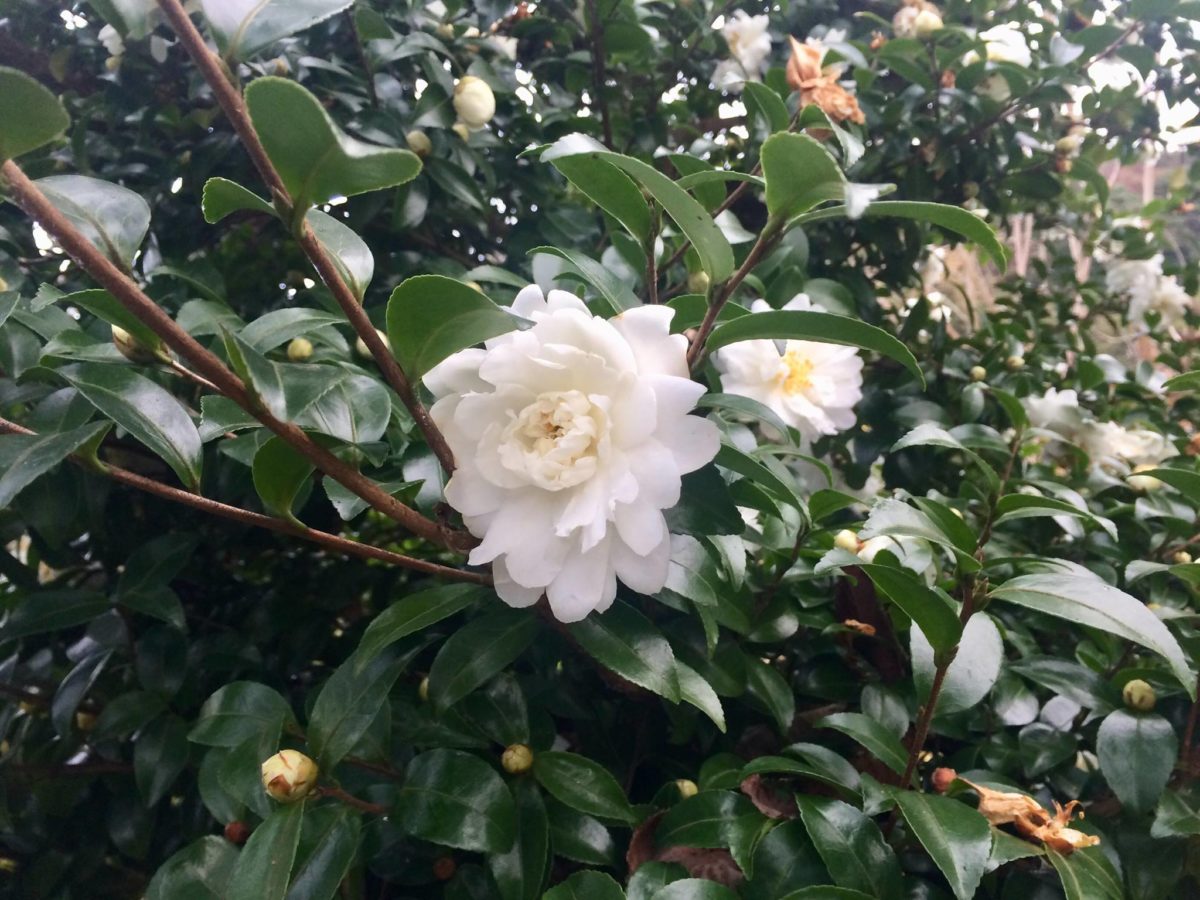 白野江植物公園植物06