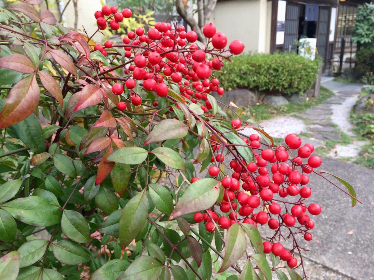 白野江植物公園植物07