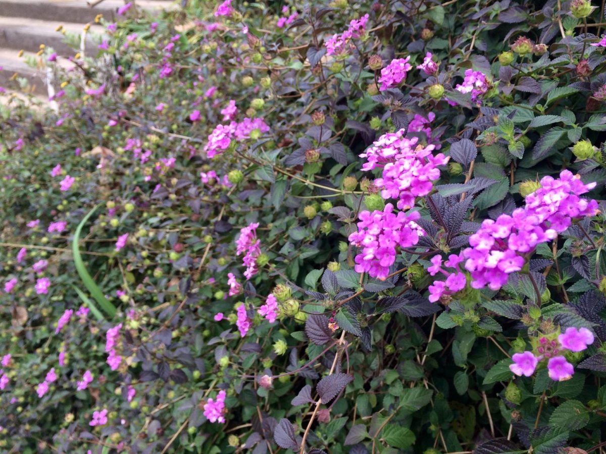 白野江植物公園植物07