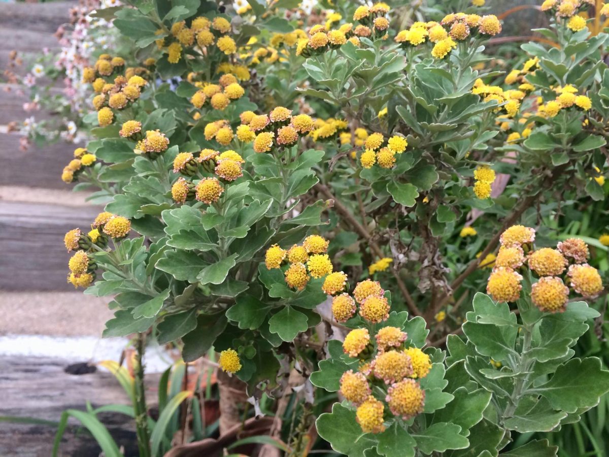 白野江植物公園植物08