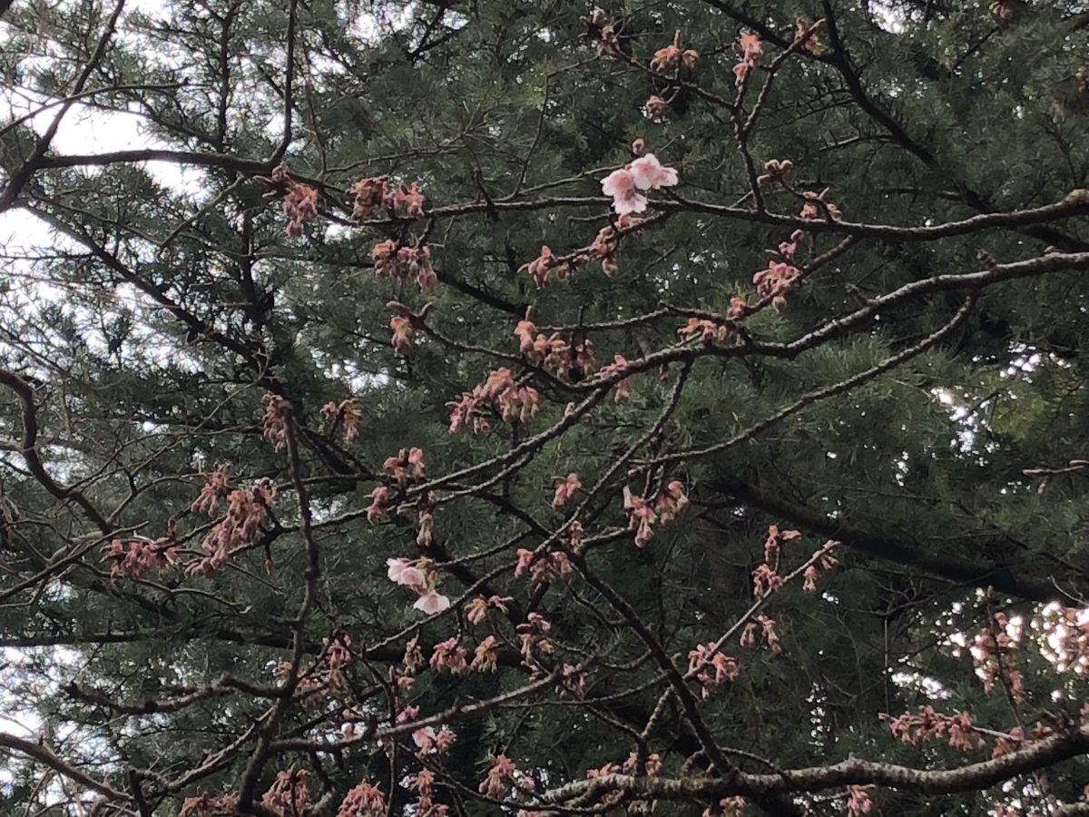 寒桜咲始め