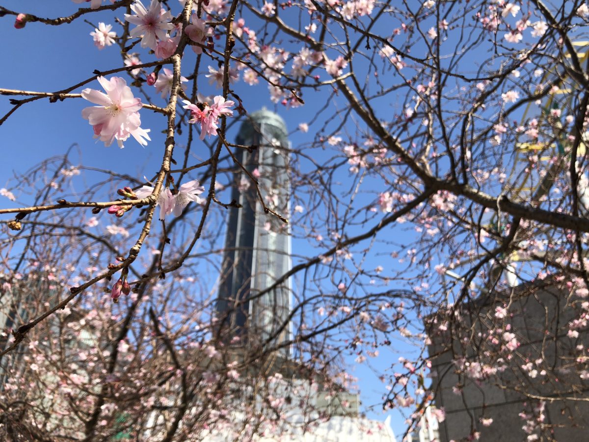 海峡ゆめタワーと桜