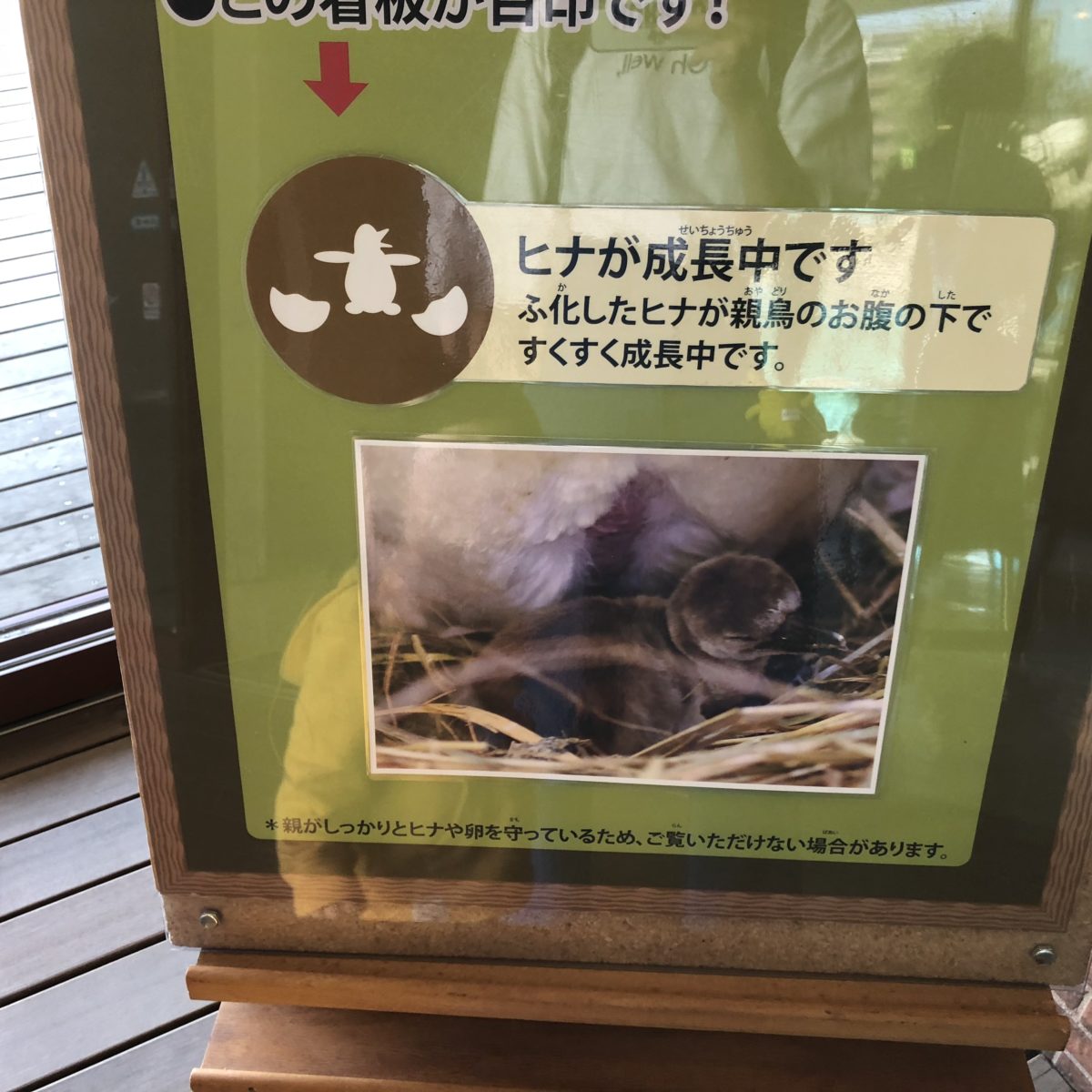 ペンギンのヒナ案内