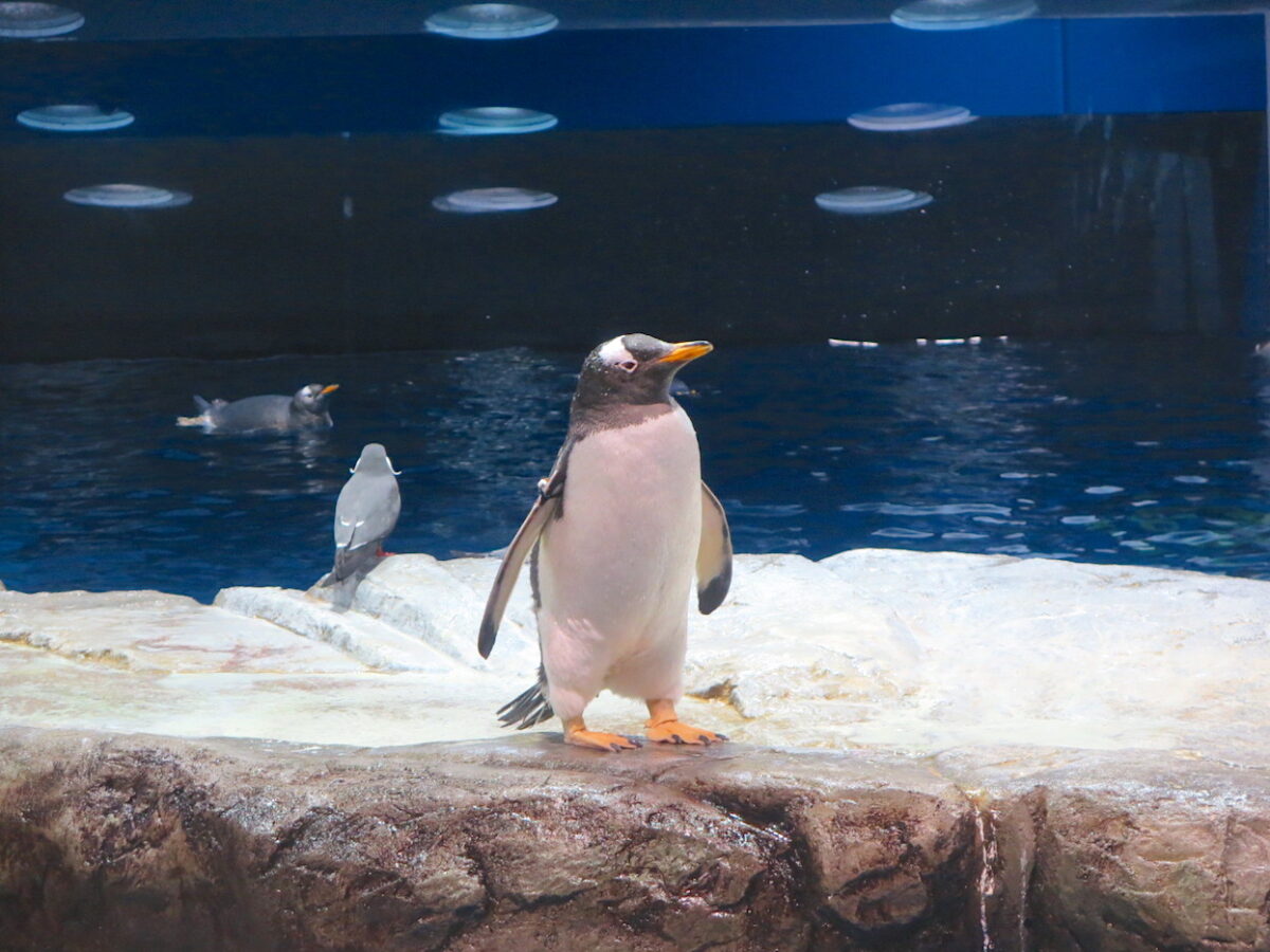 下関の市の鳥 ペンギン その不思議な巡り合わせとレアな ペンギンスポット を発見 かんもんノート 下関の市の鳥 ペンギン その不思議な巡り合わせとレアな ペンギンスポット を発見 かんもんノート